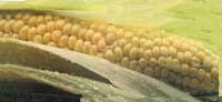How to Grow Corn Image
